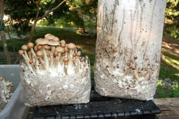 Colonized All-in-One Grow Bag - Ready to Fruit