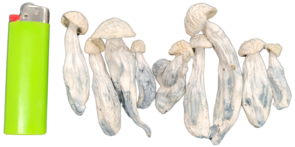 Albino Penis Envy (APE) - Image 3