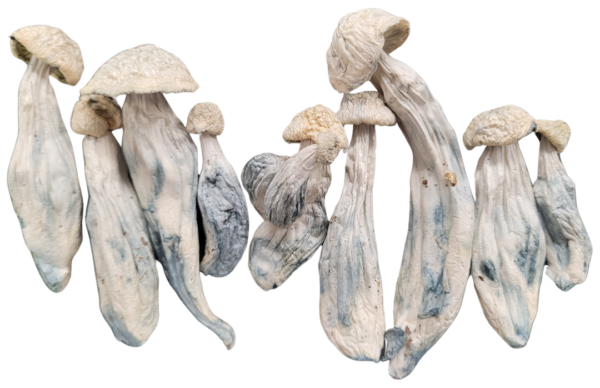 Albino Penis Envy (APE)