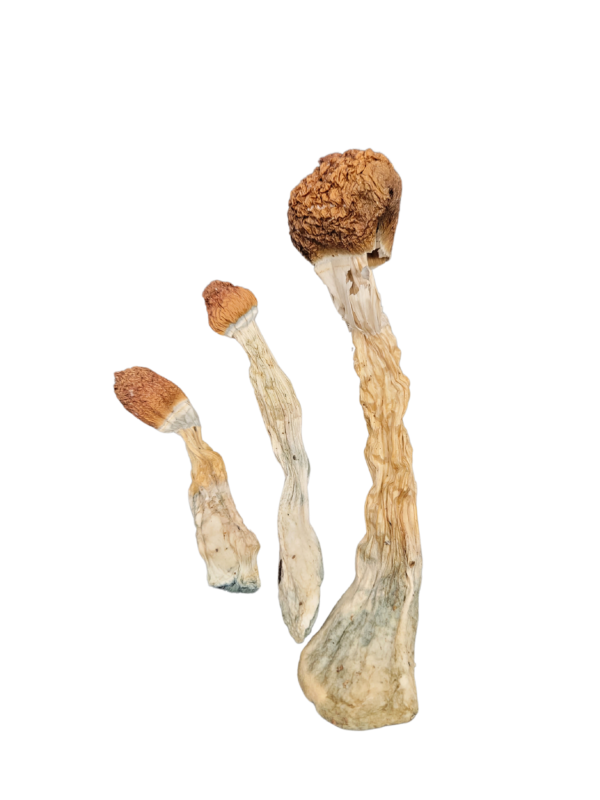 Koh Samui Super Strain